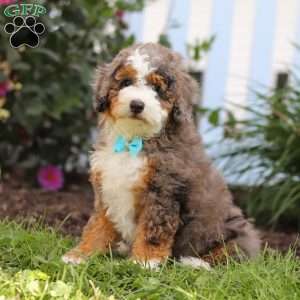 Adrian, Mini Bernedoodle Puppy